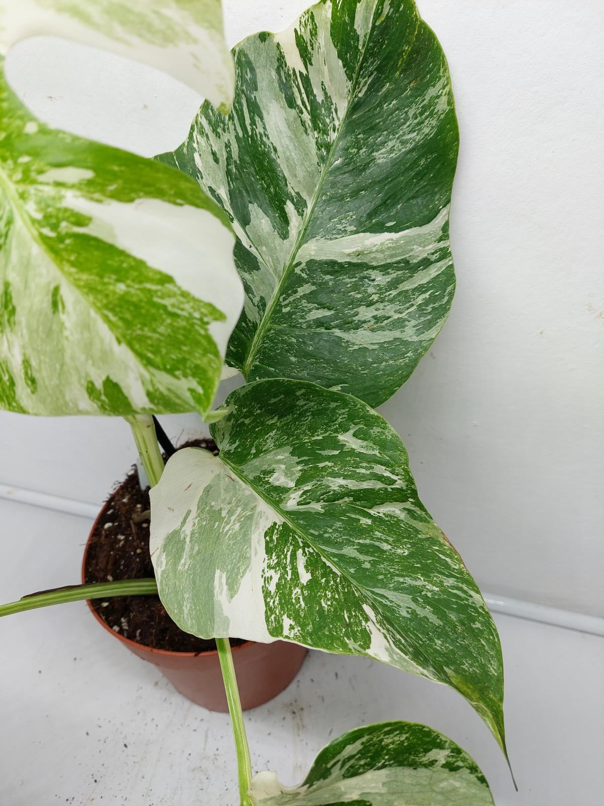 Monstera Variegata (zum aussuchen)