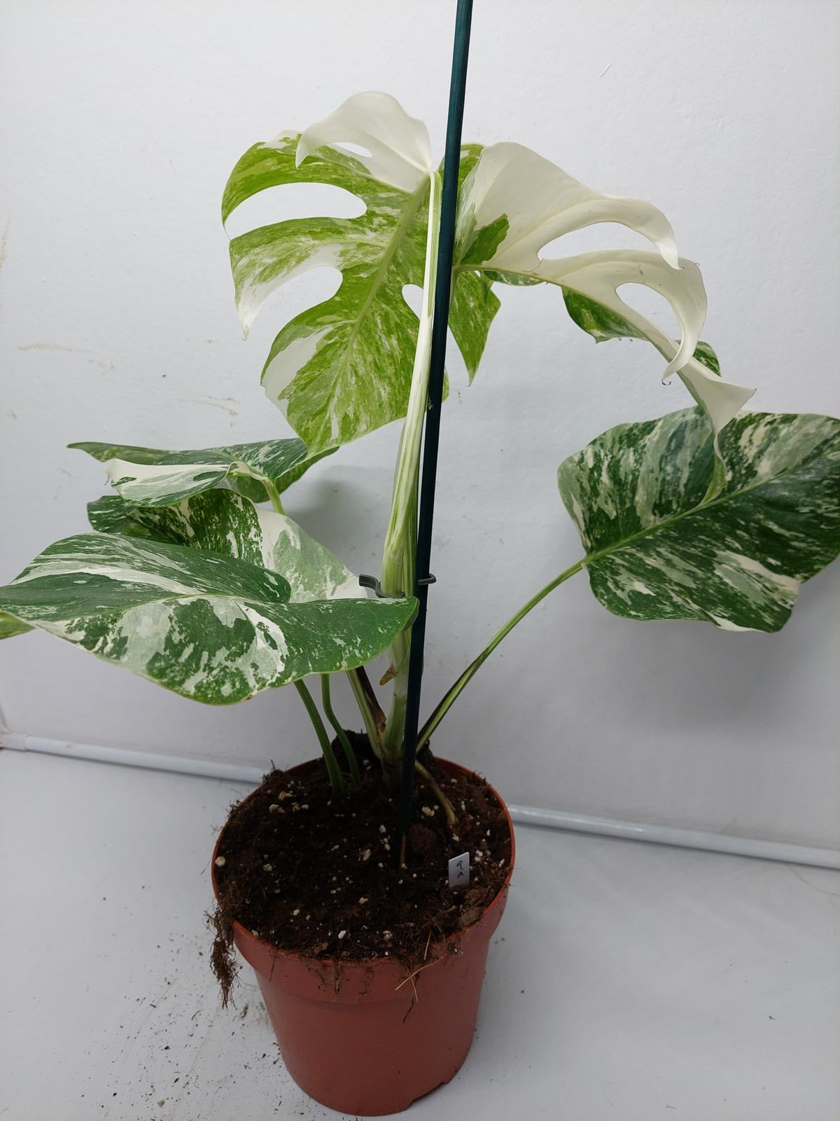 Monstera Variegata (zum aussuchen)