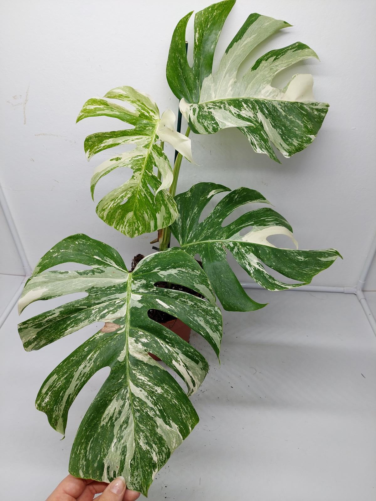 Monstera Variegata (zum aussuchen)