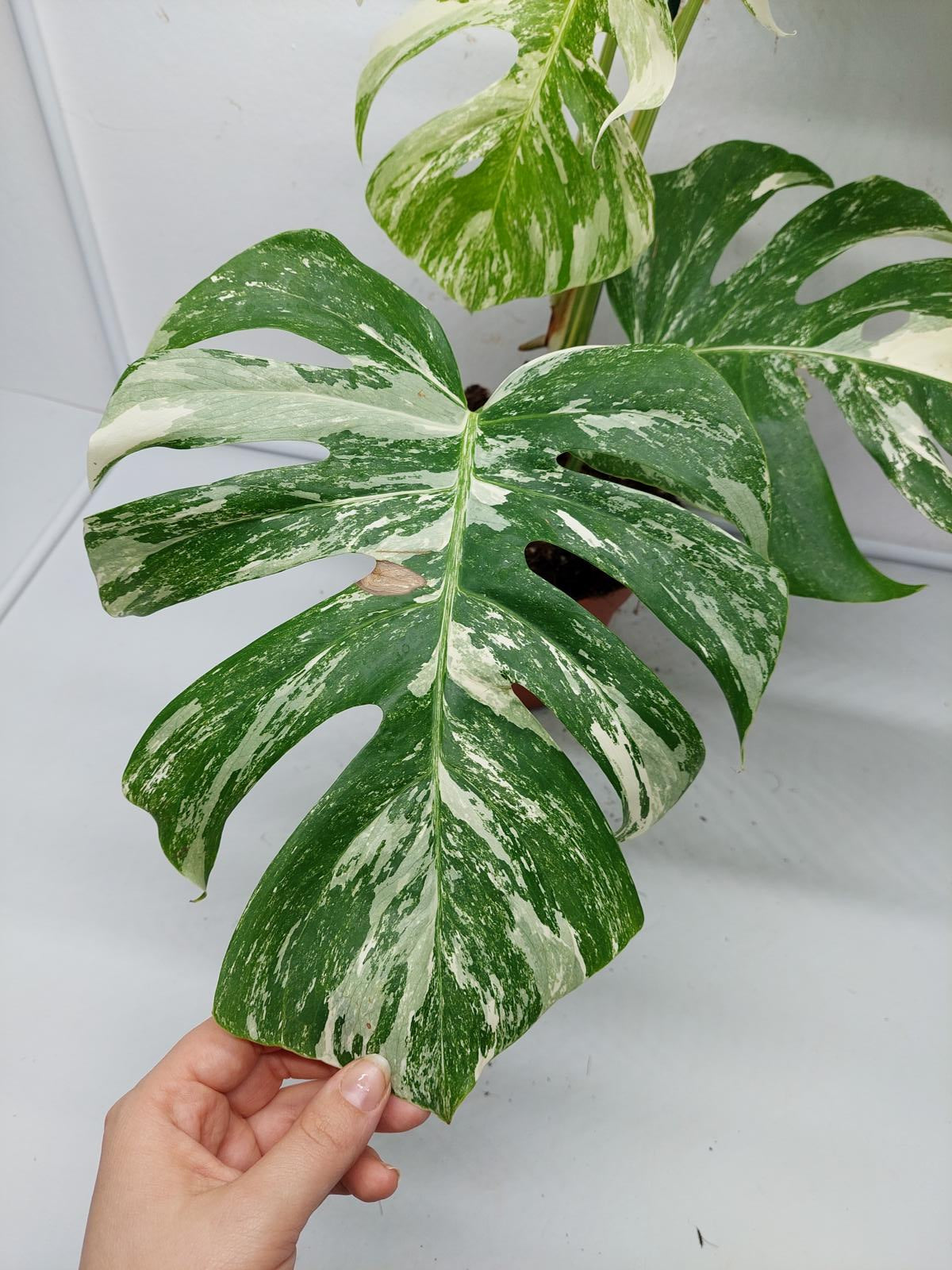 Monstera Variegata (zum aussuchen)