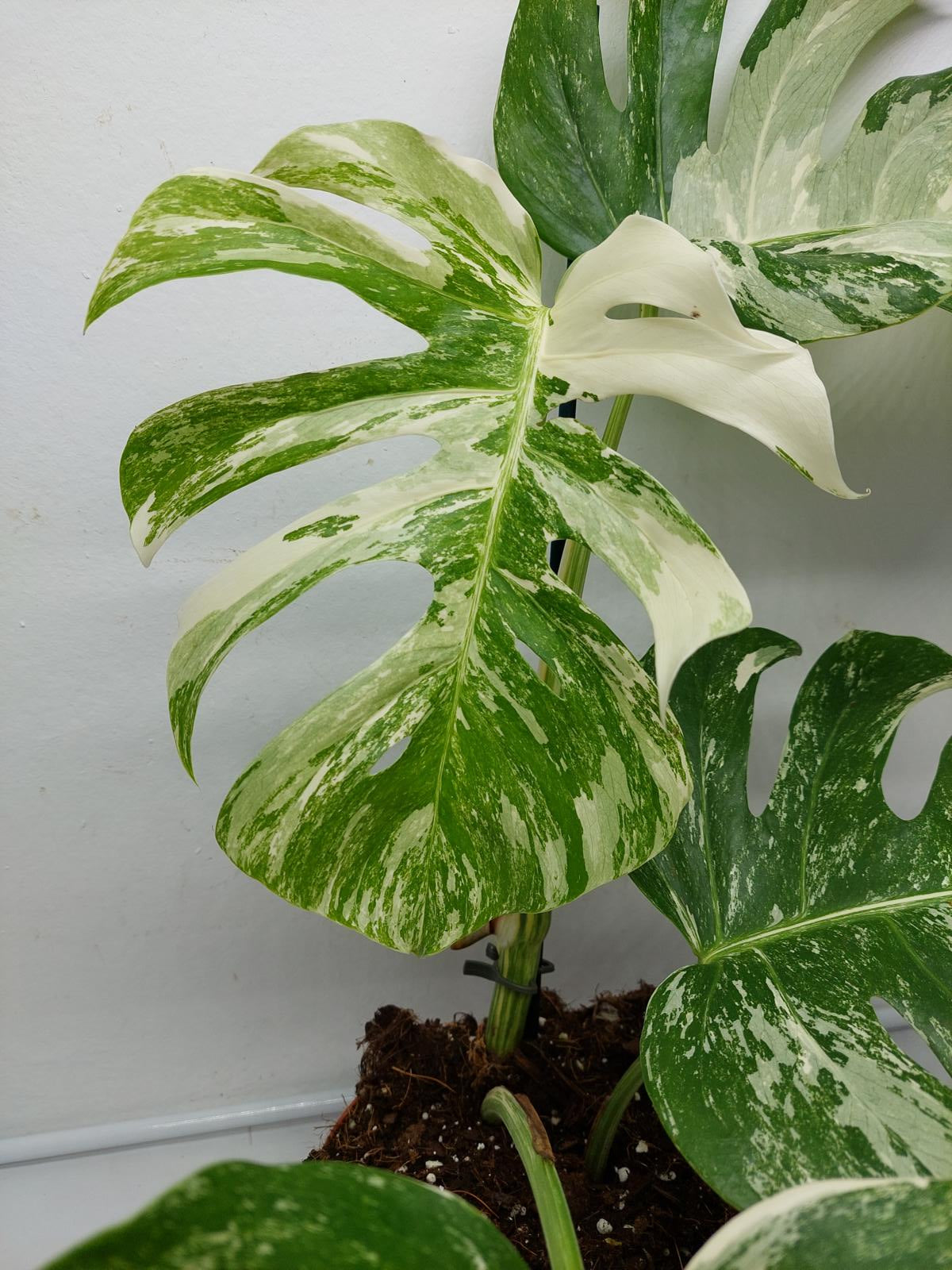 Monstera Variegata (zum aussuchen)