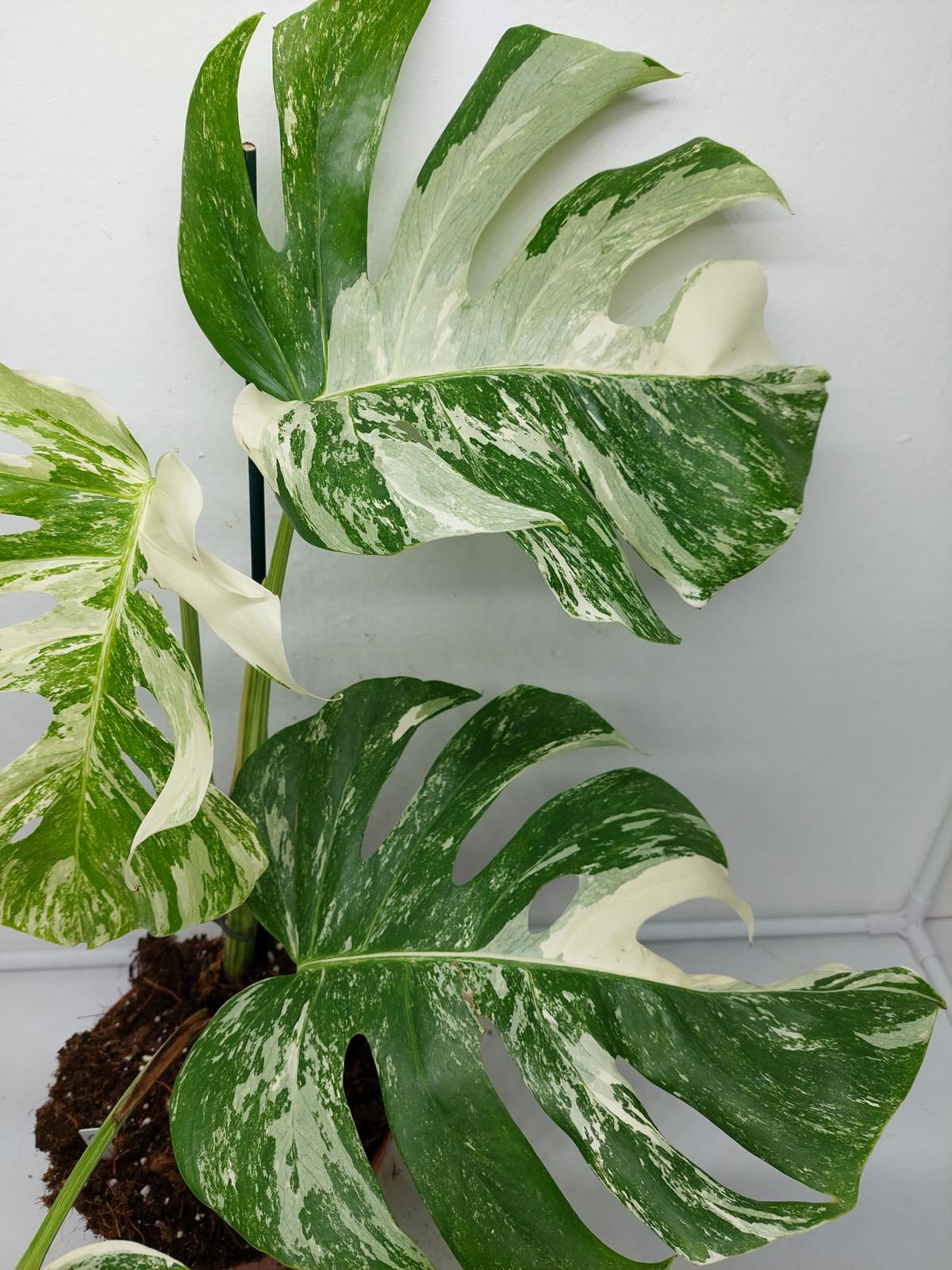 Monstera Variegata (zum aussuchen)