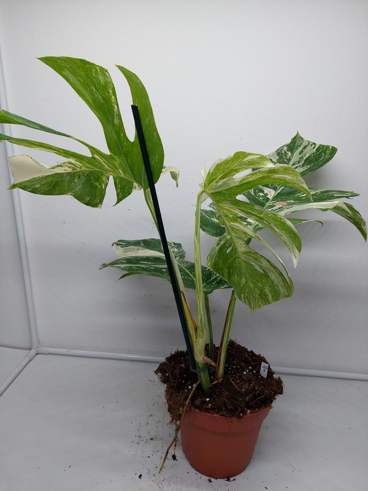 Monstera Variegata (zum aussuchen)