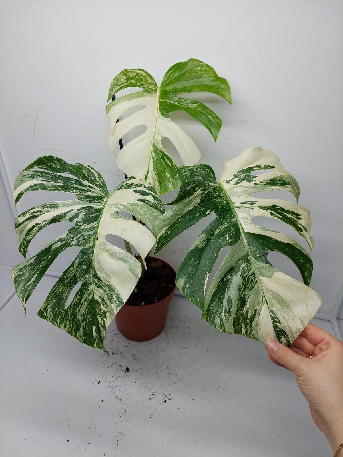 Monstera Variegata (zum aussuchen)