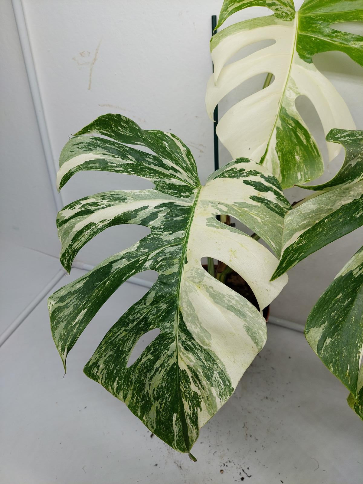 Monstera Variegata (zum aussuchen)