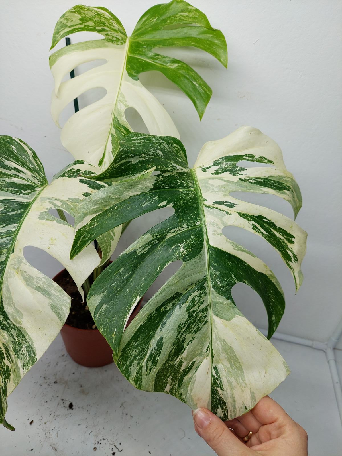 Monstera Variegata (zum aussuchen)