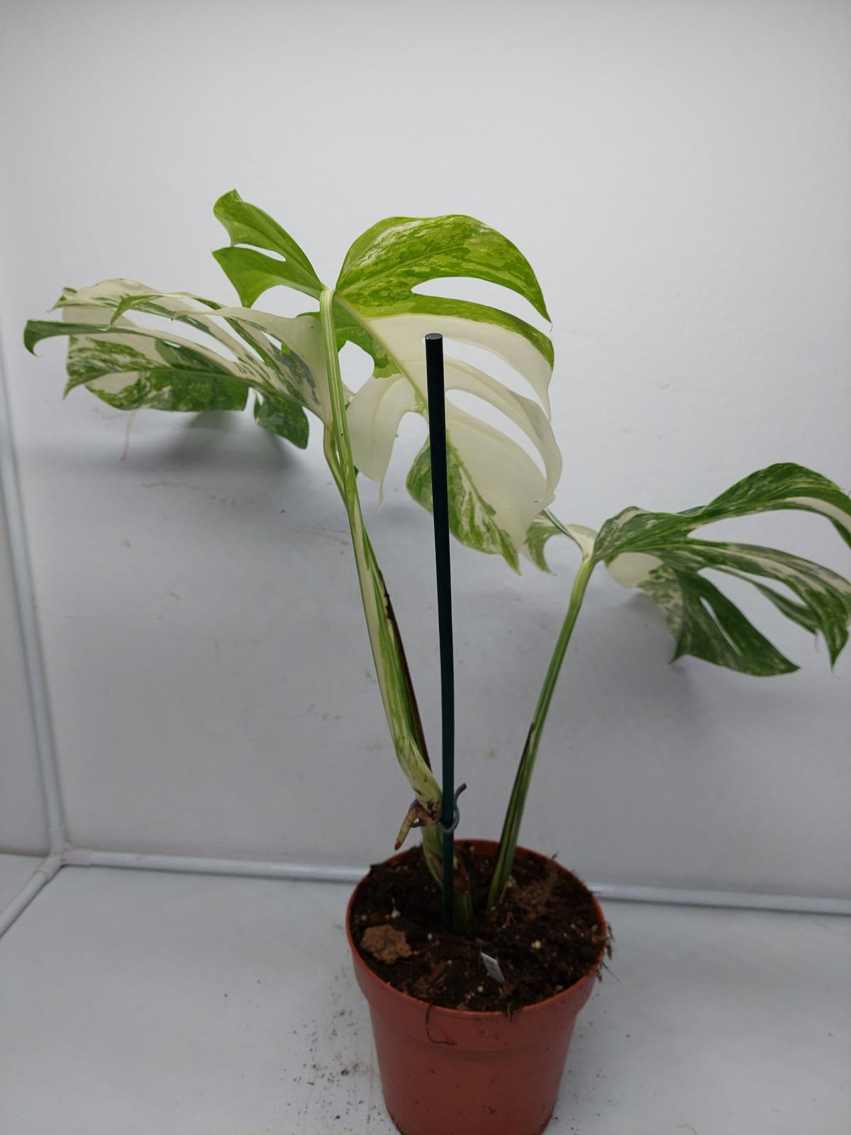 Monstera Variegata (zum aussuchen)