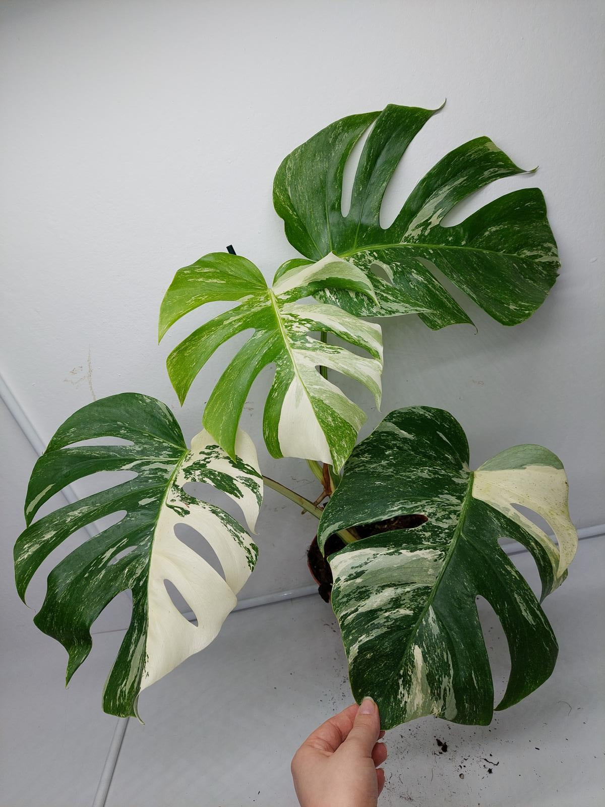 Monstera Variegata (zum aussuchen)