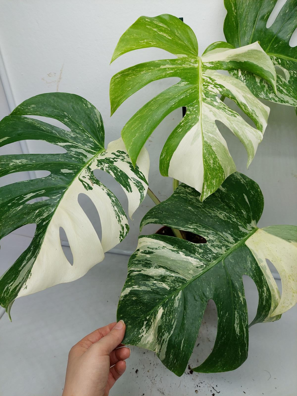 Monstera Variegata (zum aussuchen)