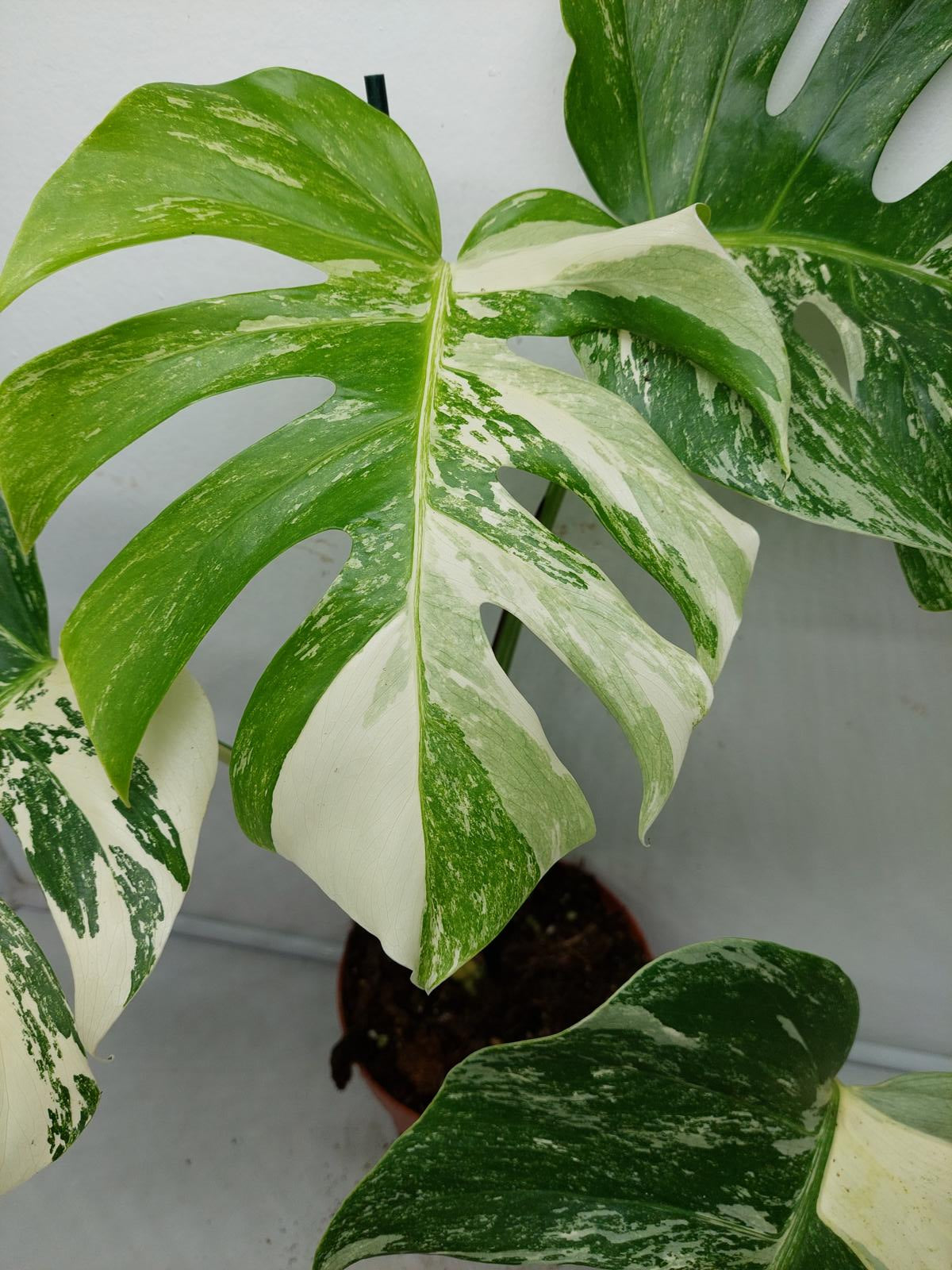 Monstera Variegata (zum aussuchen)