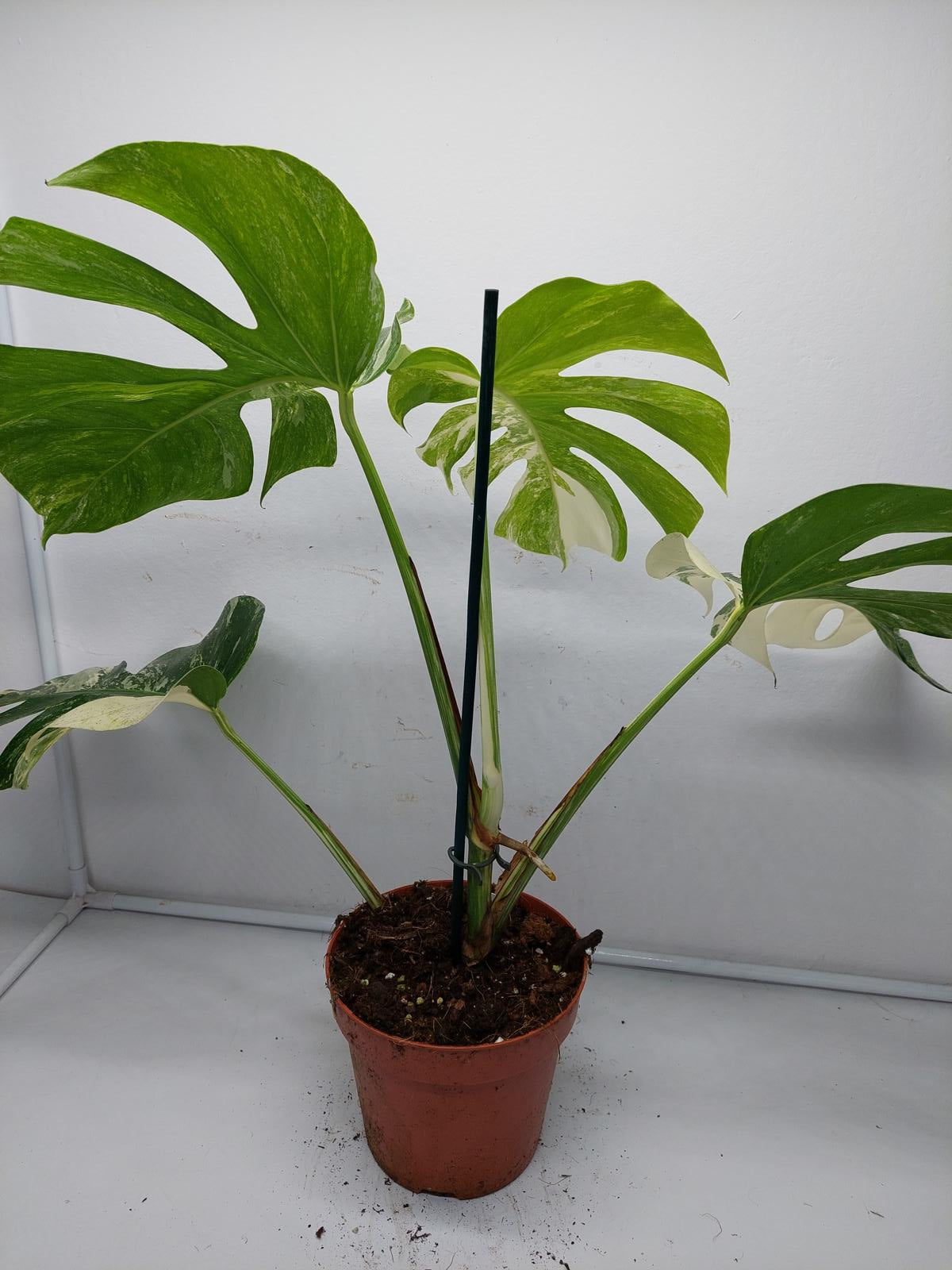 Monstera Variegata (zum aussuchen)