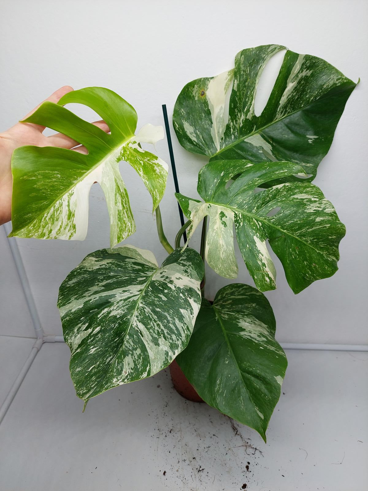 Monstera Variegata (zum aussuchen)