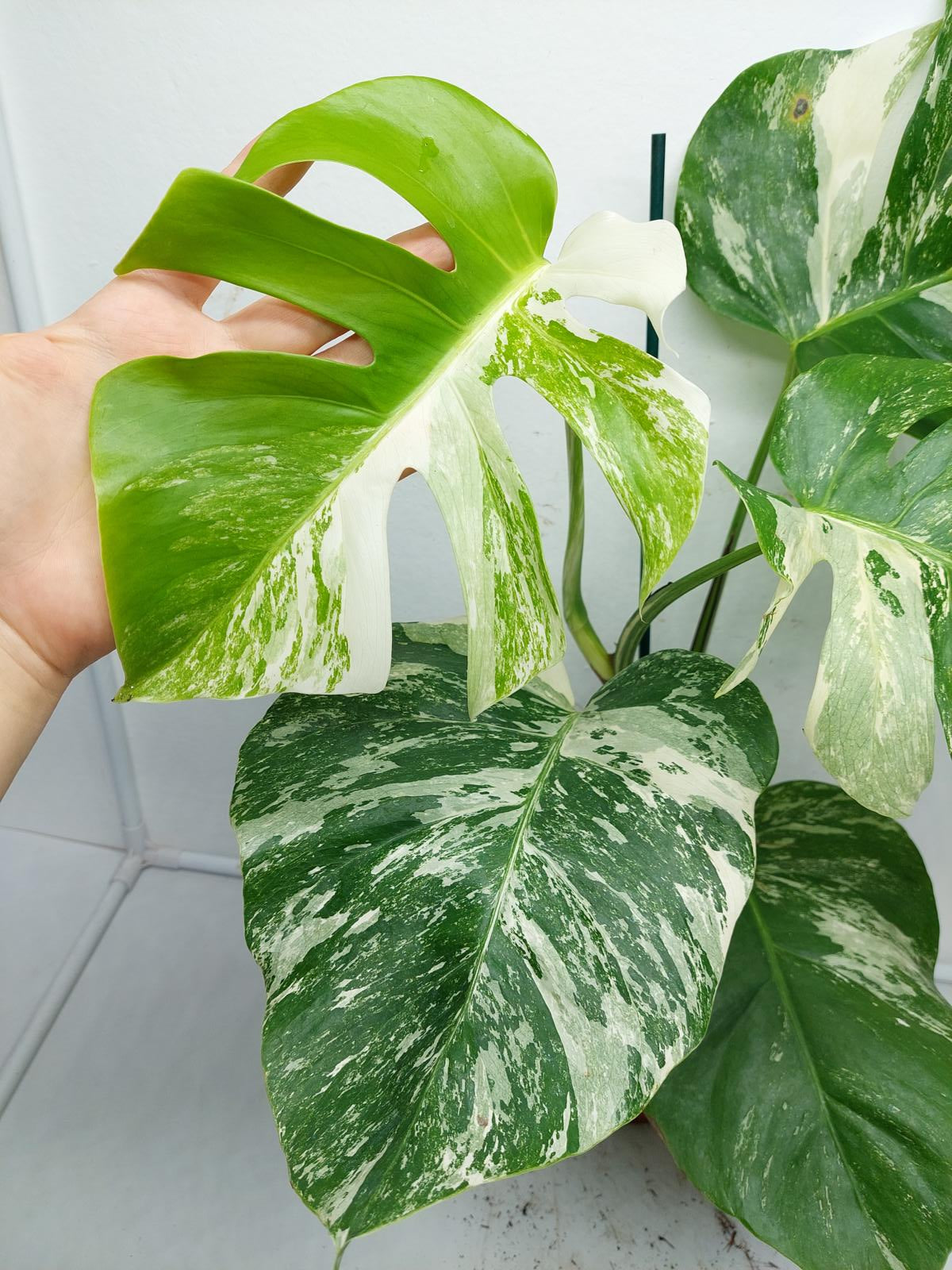 Monstera Variegata (zum aussuchen)