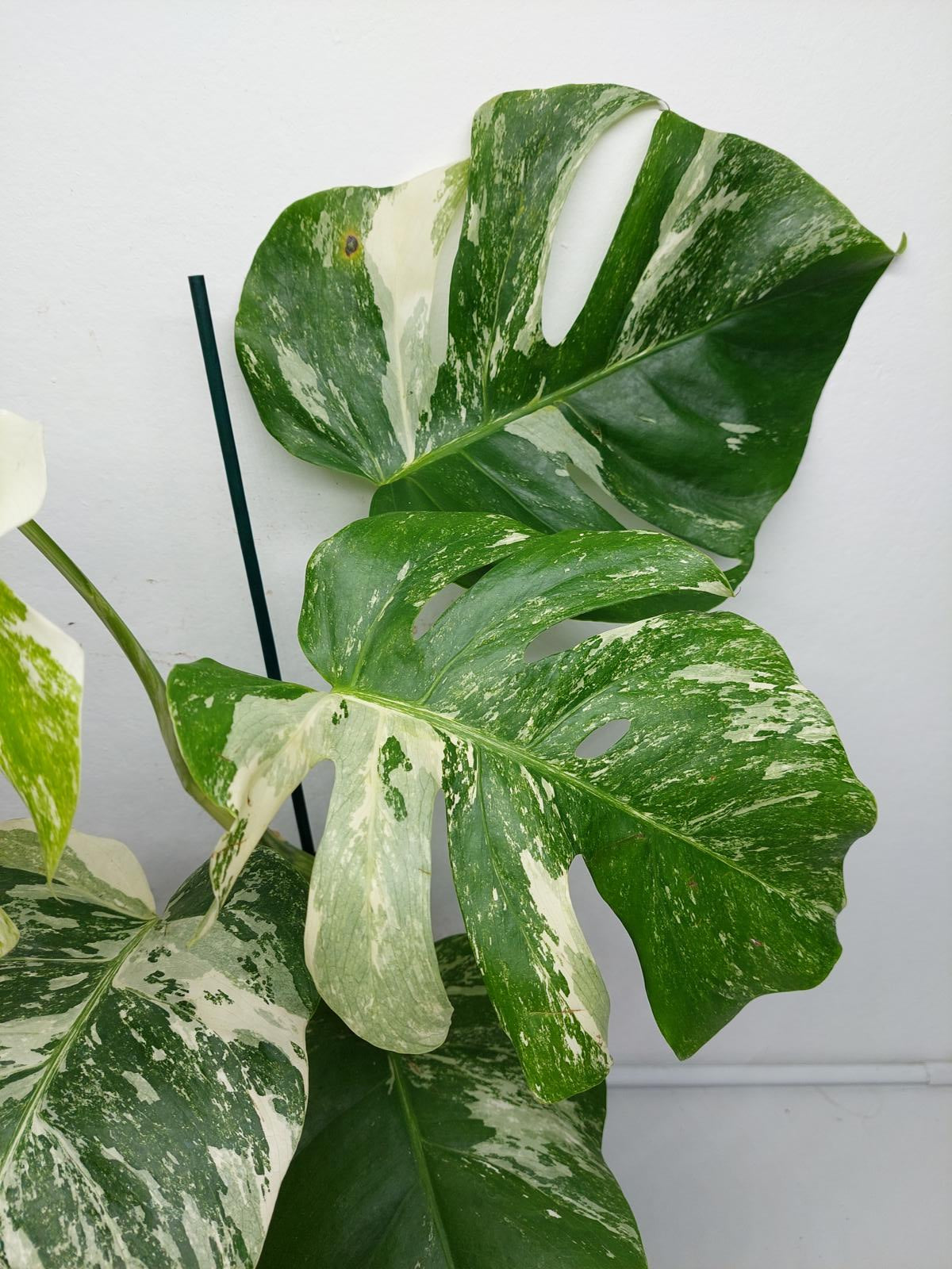 Monstera Variegata (zum aussuchen)