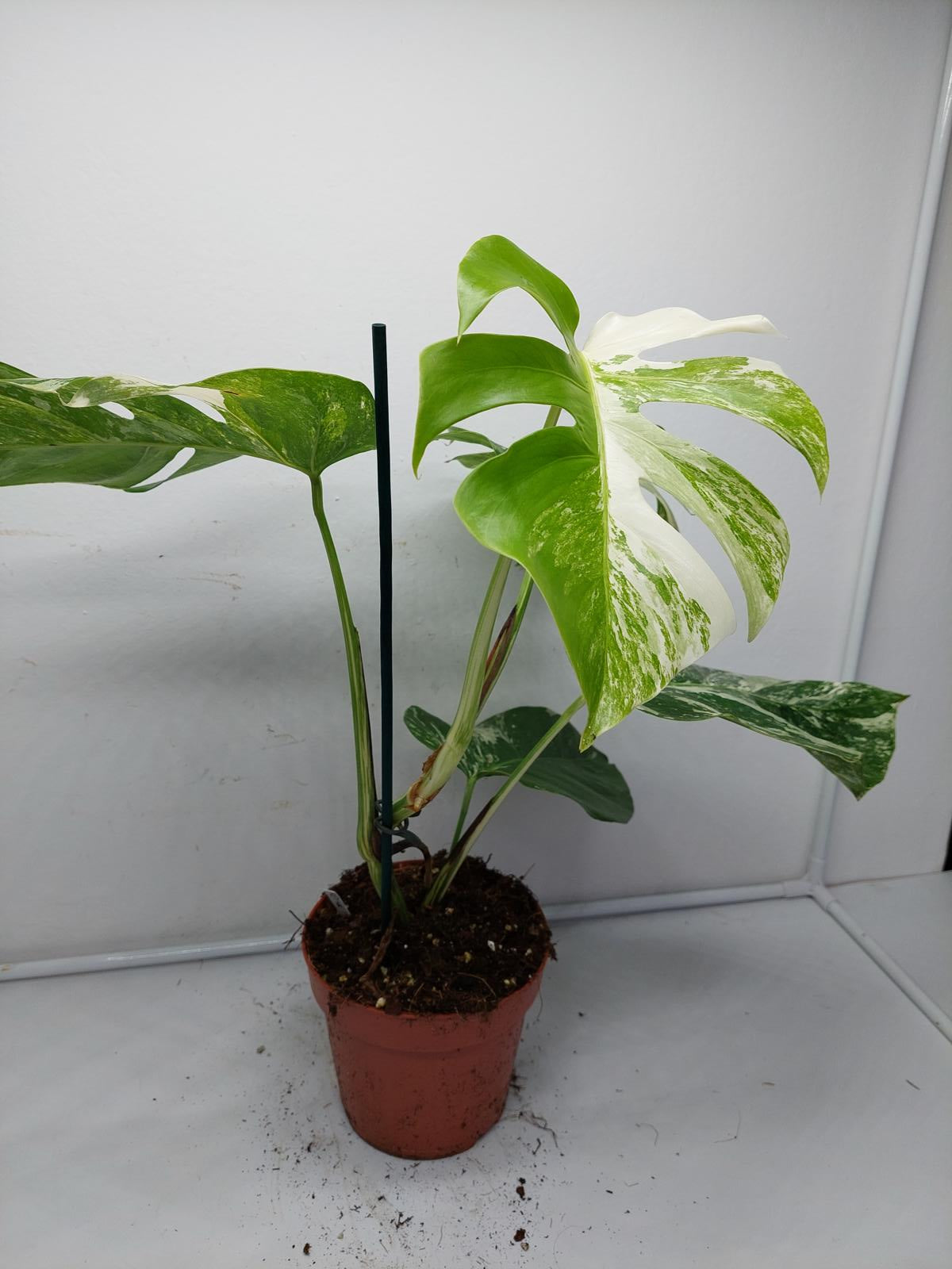 Monstera Variegata (zum aussuchen)