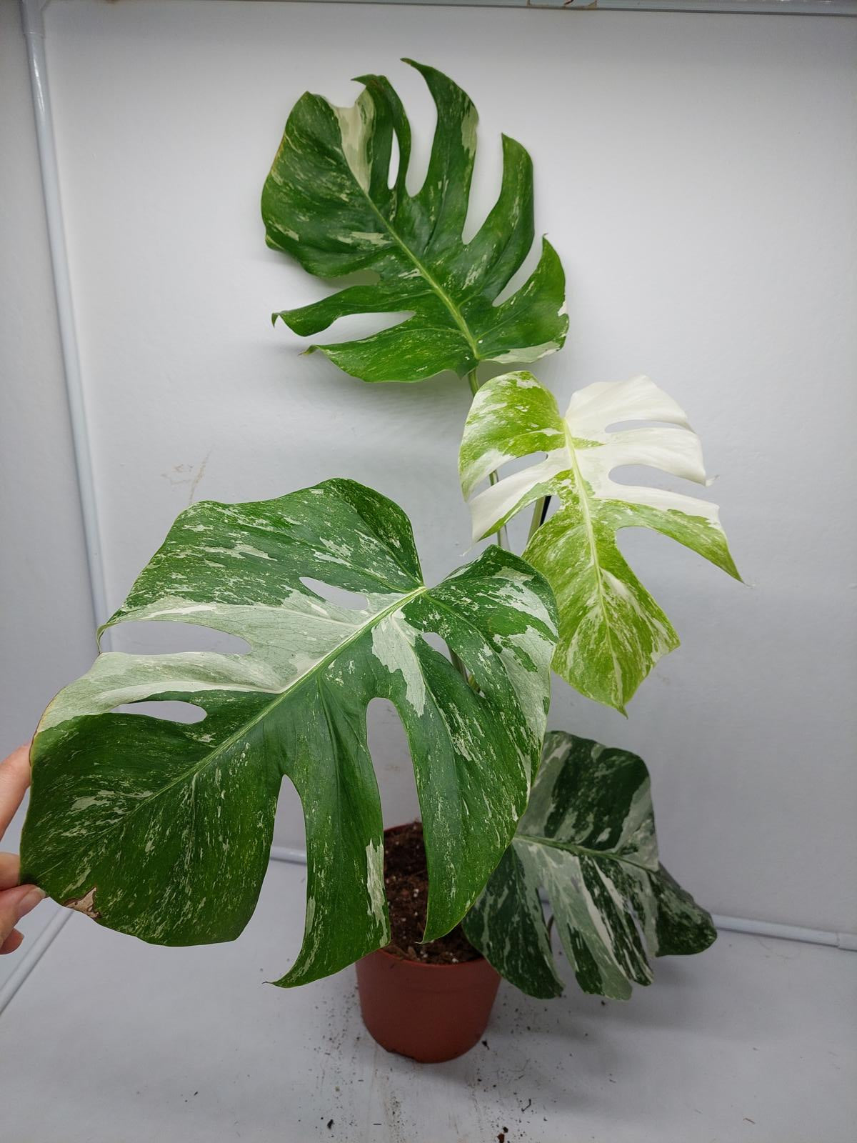 Monstera Variegata (zum aussuchen)