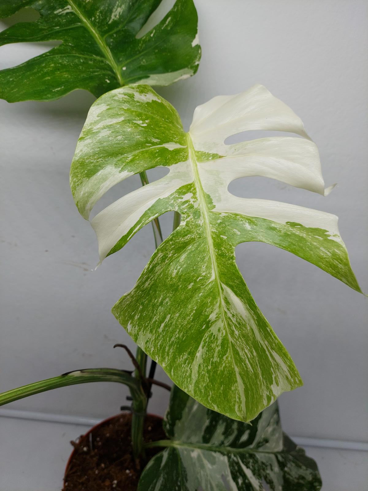 Monstera Variegata (zum aussuchen)