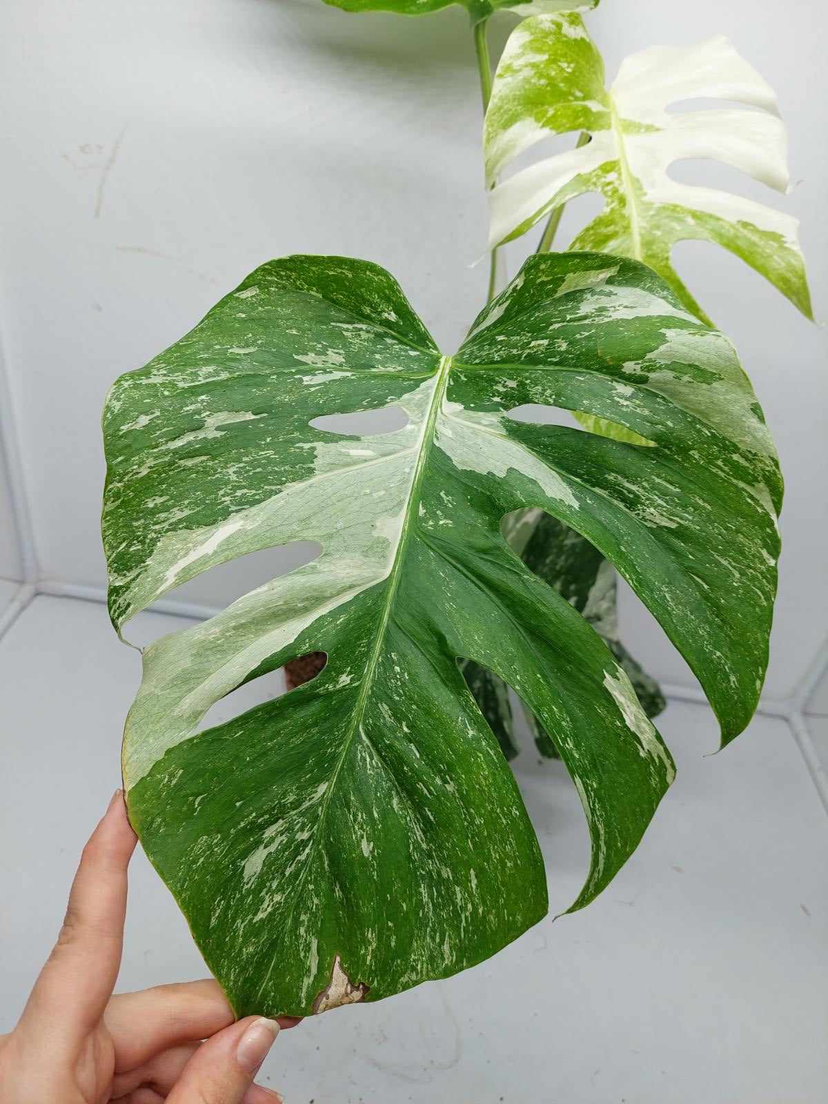 Monstera Variegata (zum aussuchen)