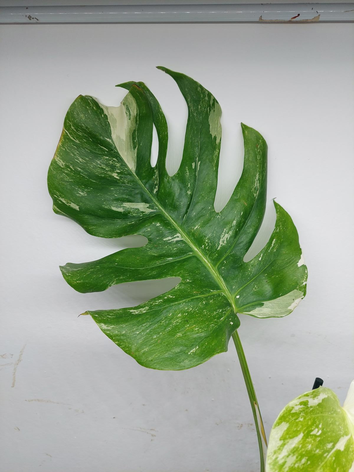 Monstera Variegata (zum aussuchen)