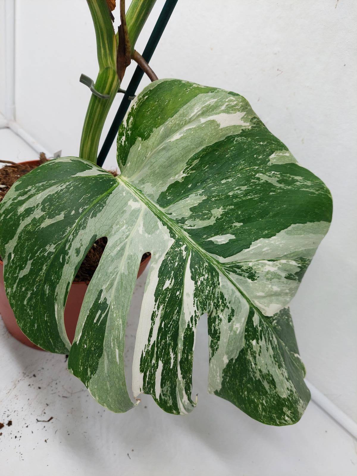 Monstera Variegata (zum aussuchen)