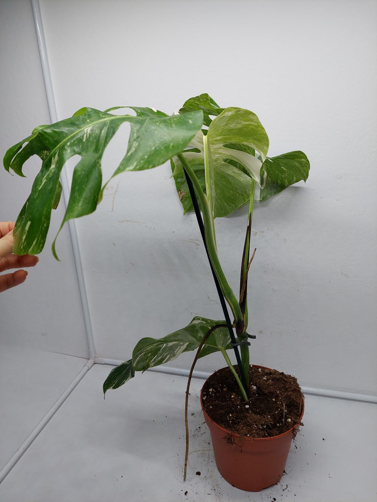 Monstera Variegata (zum aussuchen)