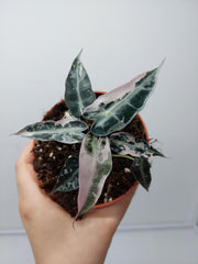 Alocasia Polly Pink Variegata