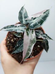 Alocasia Polly Pink Variegata