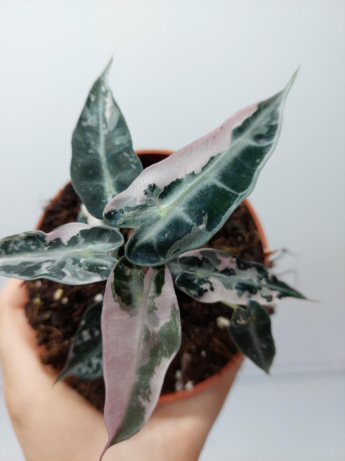 Alocasia Polly Pink Variegata