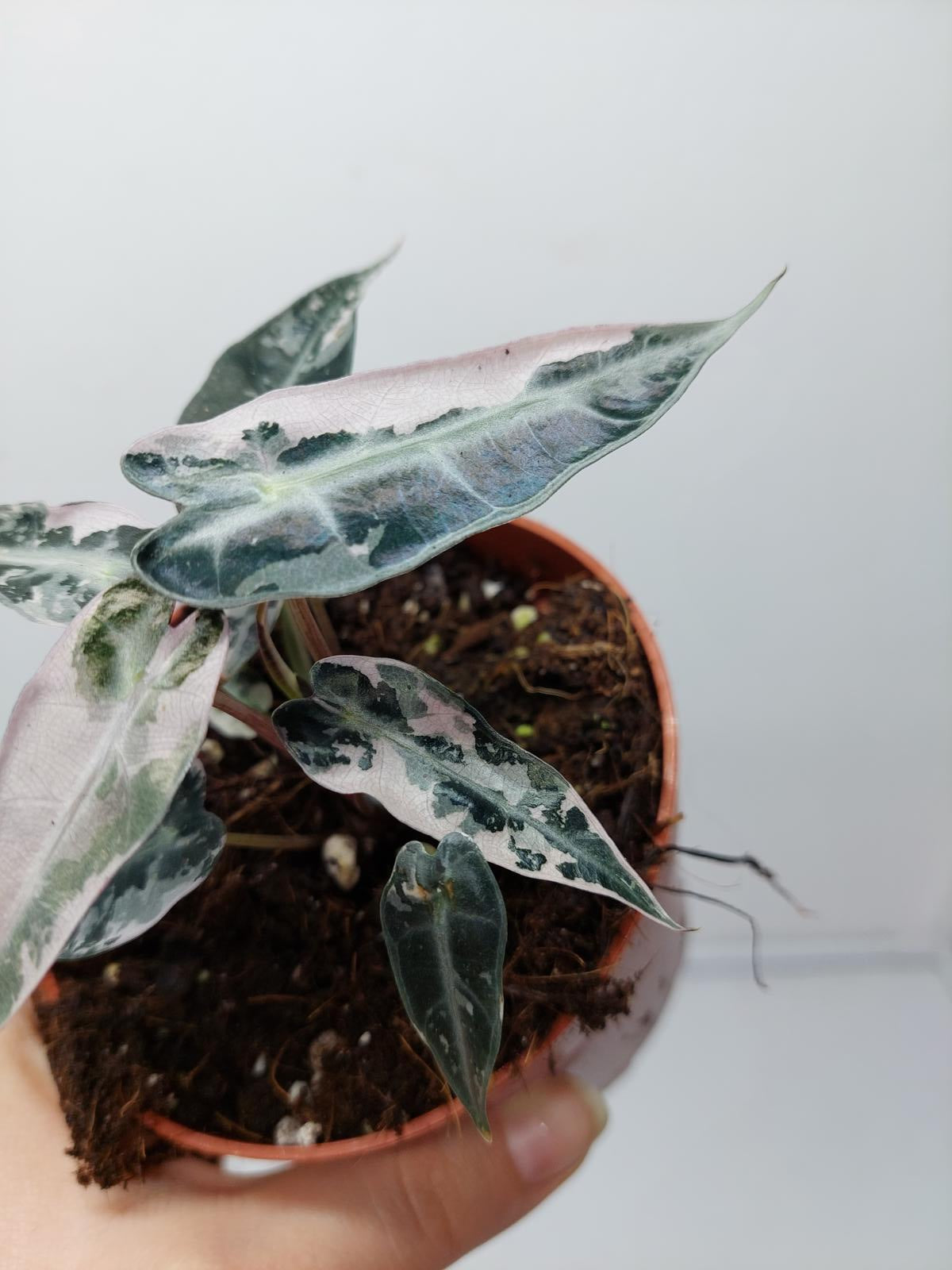 Alocasia Polly Pink Variegata