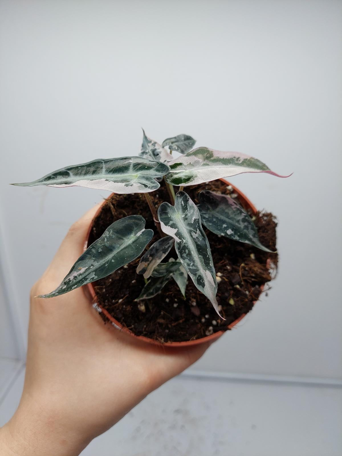 Alocasia Polly Pink Variegata