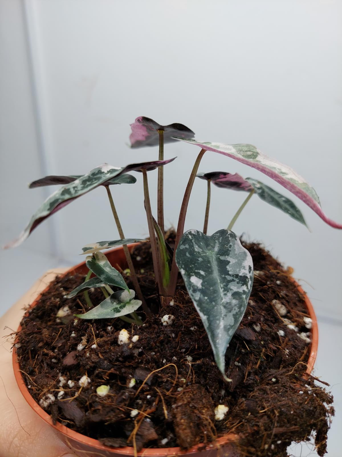 Alocasia Polly Pink Variegata