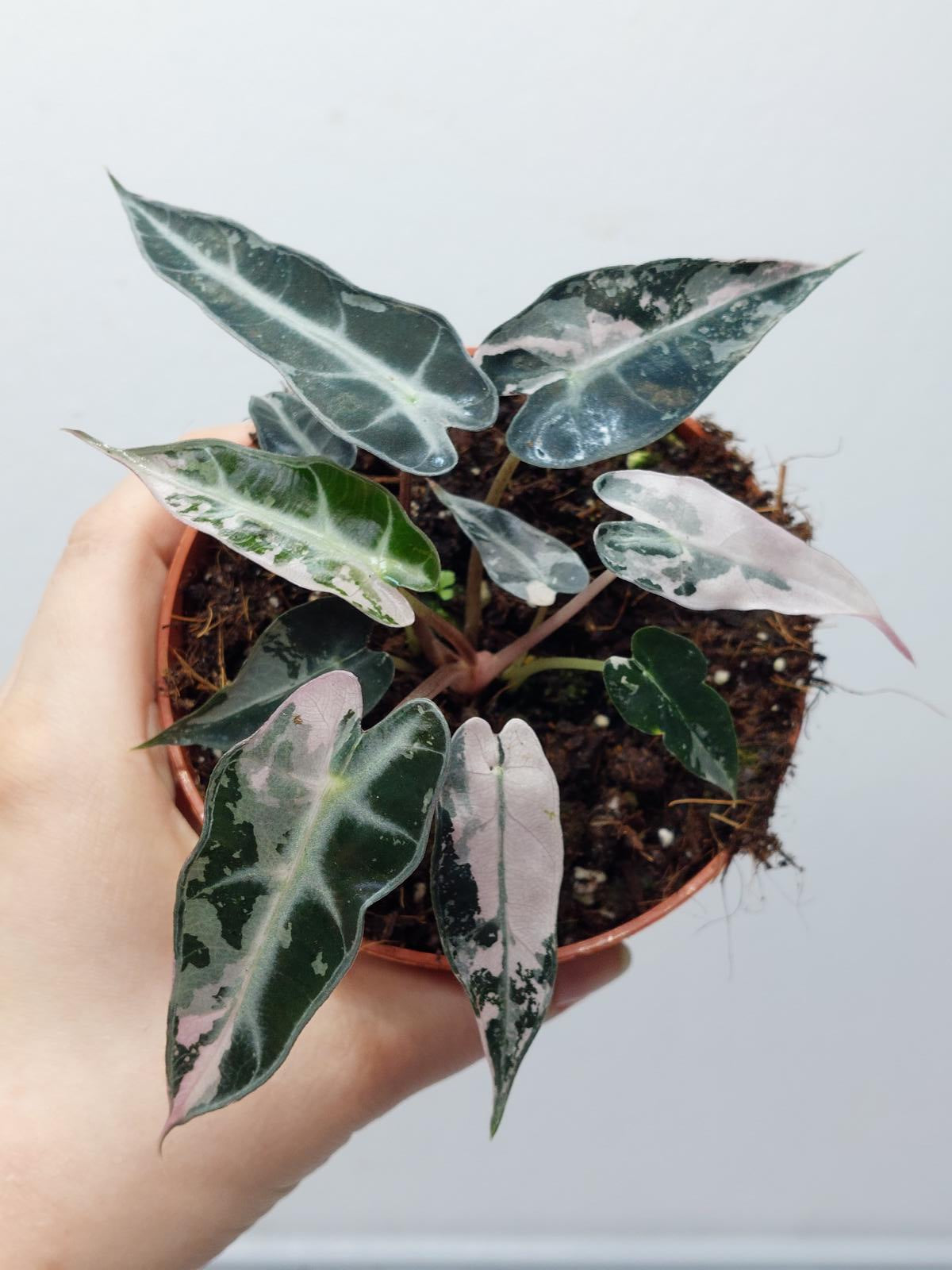 Alocasia Polly Pink Variegata