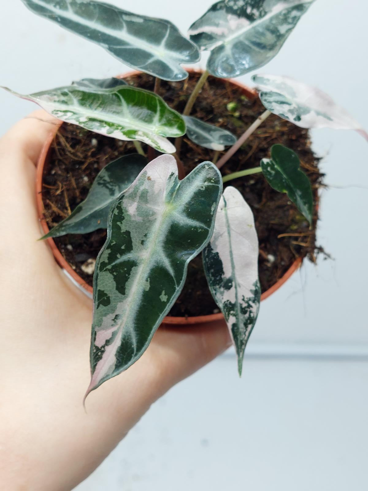 Alocasia Polly Pink Variegata