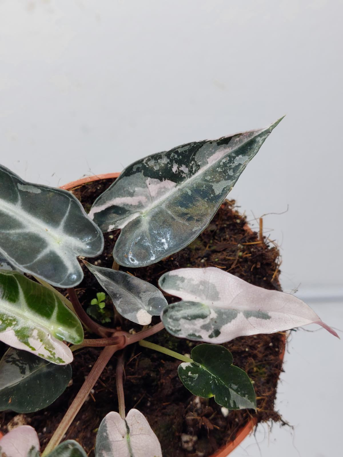 Alocasia Polly Pink Variegata