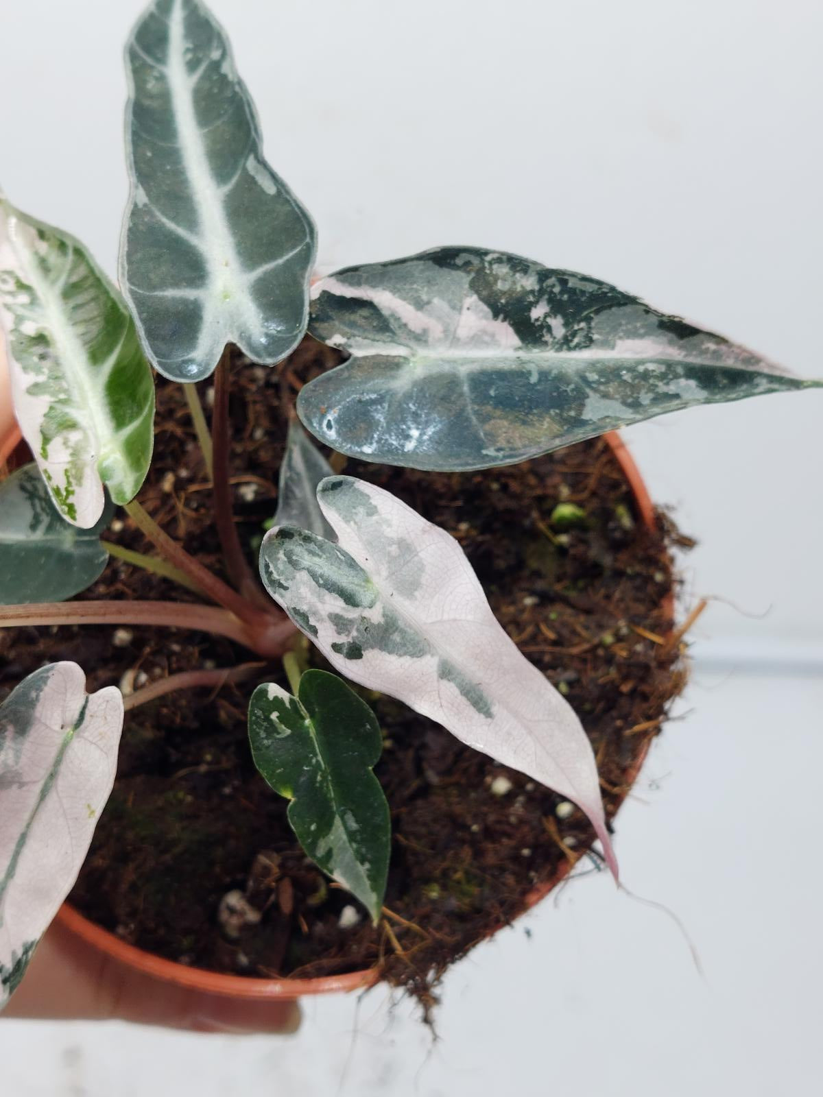 Alocasia Polly Pink Variegata