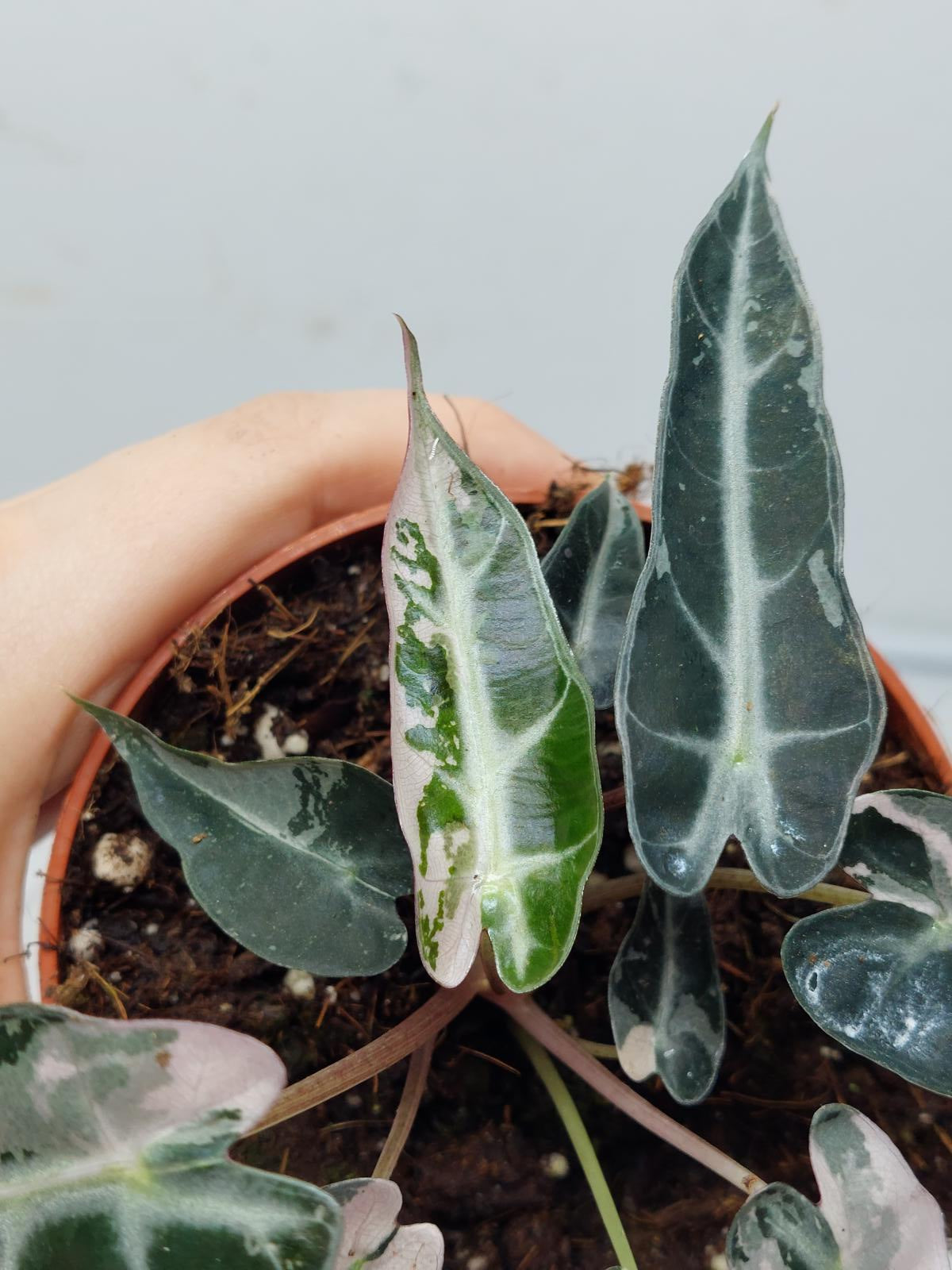 Alocasia Polly Pink Variegata