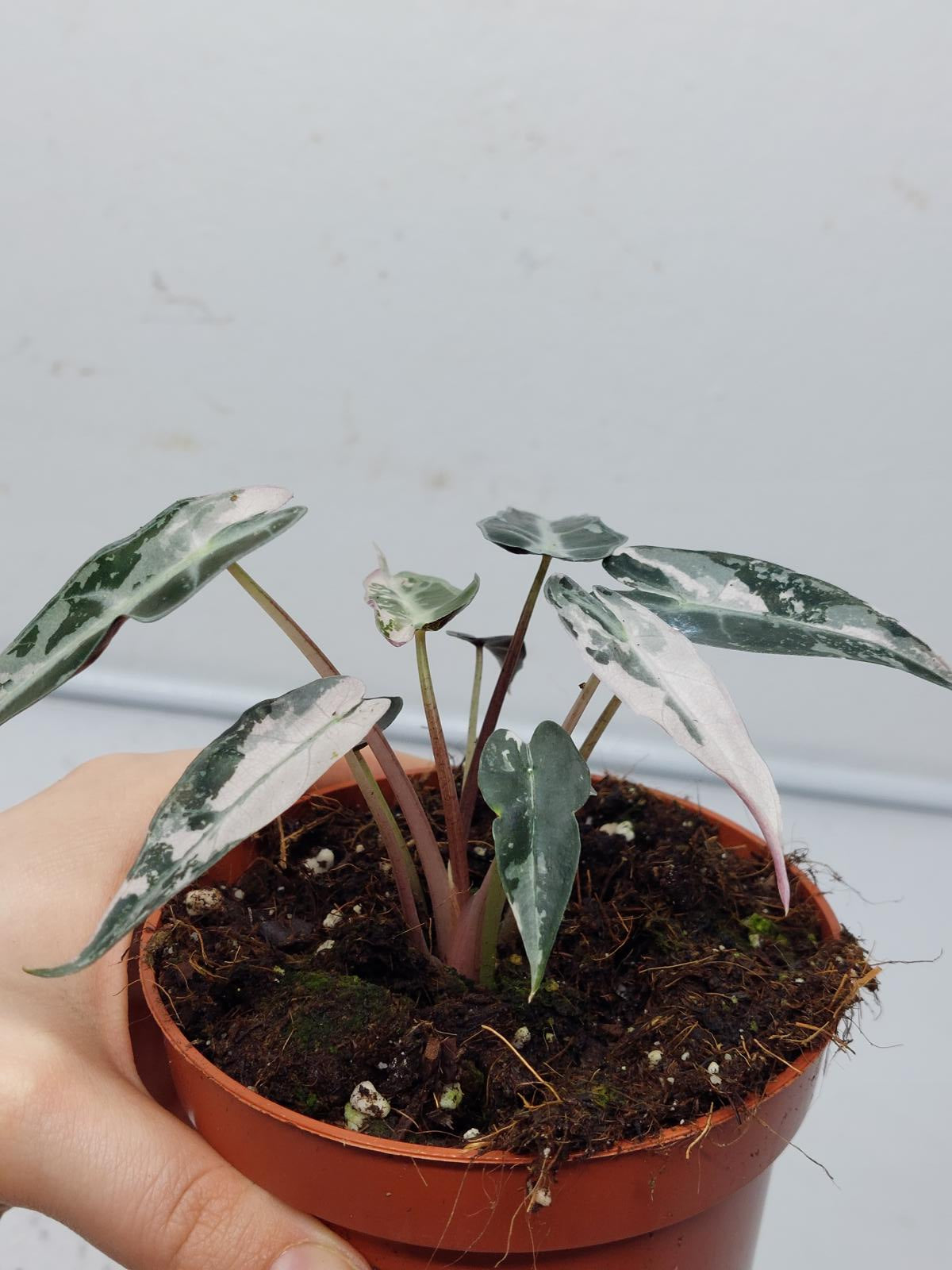 Alocasia Polly Pink Variegata