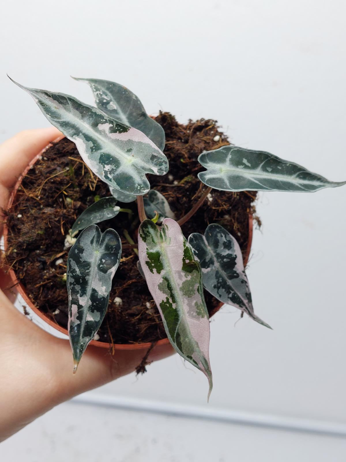 Alocasia Polly Pink Variegata