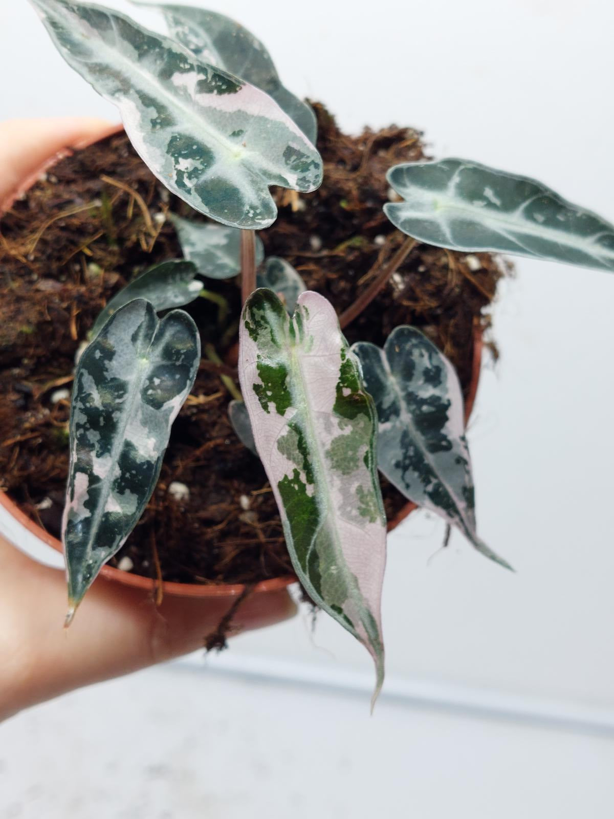 Alocasia Polly Pink Variegata