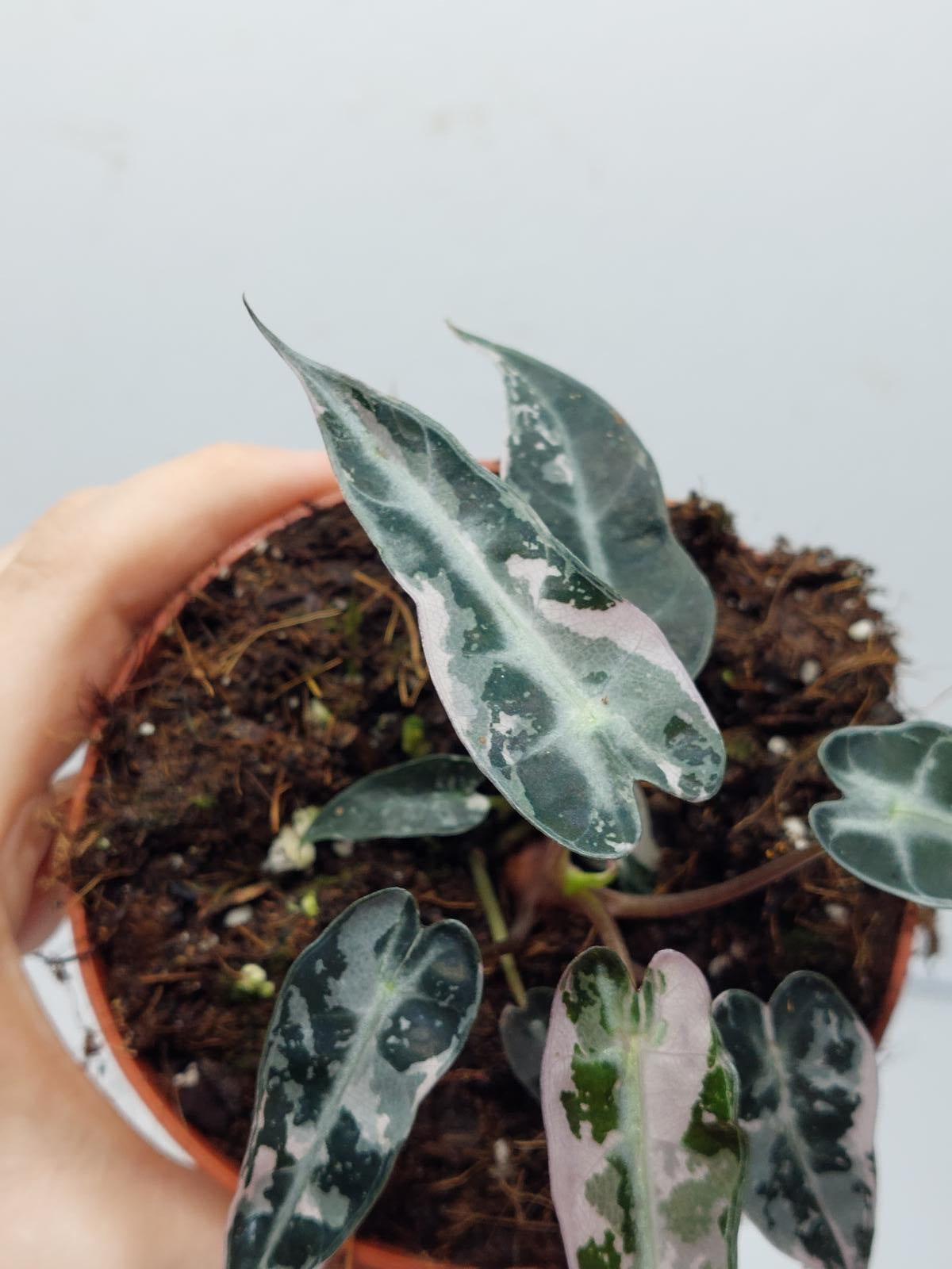 Alocasia Polly Pink Variegata