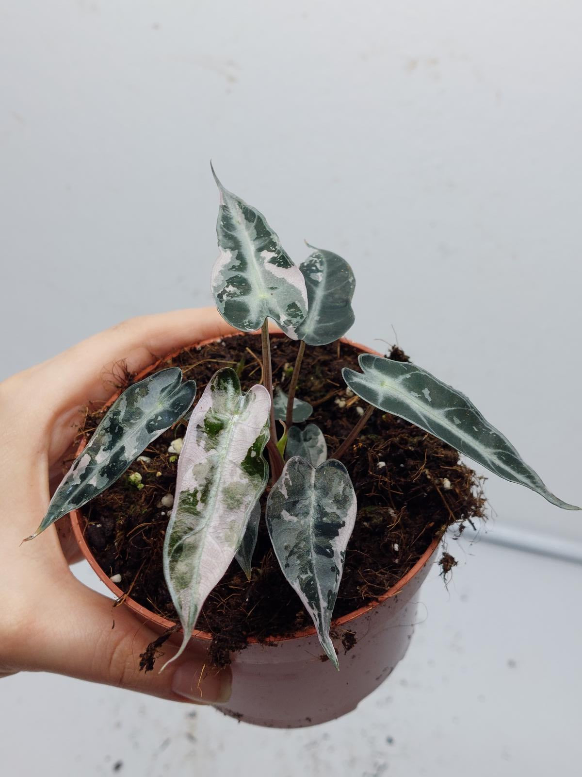 Alocasia Polly Pink Variegata