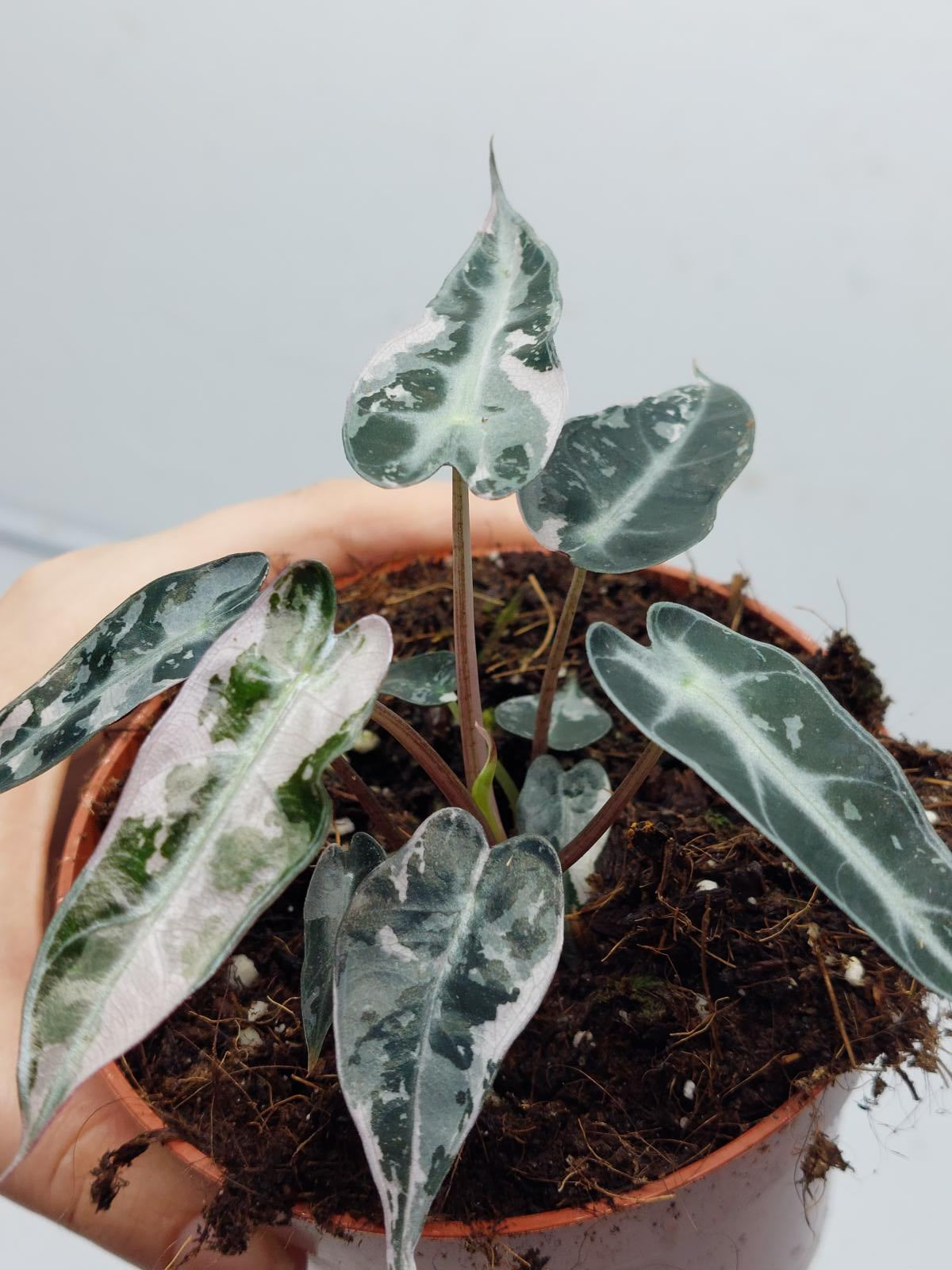 Alocasia Polly Pink Variegata