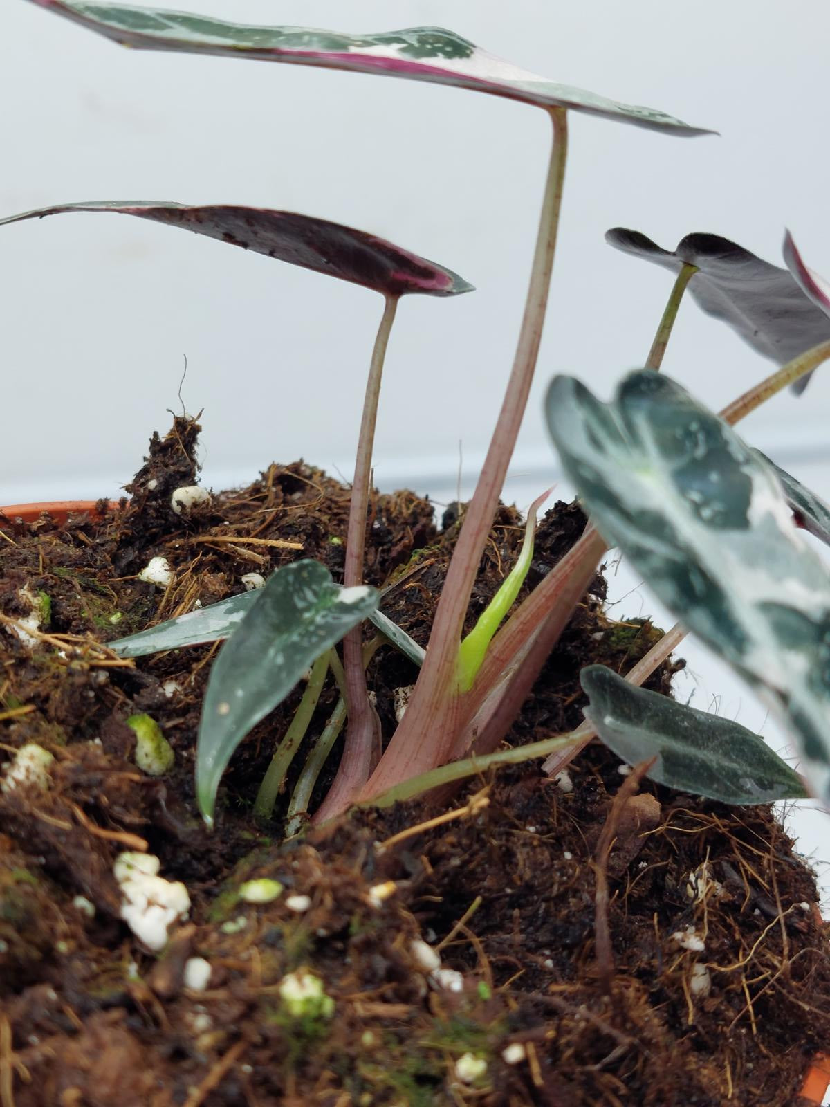 Alocasia Polly Pink Variegata