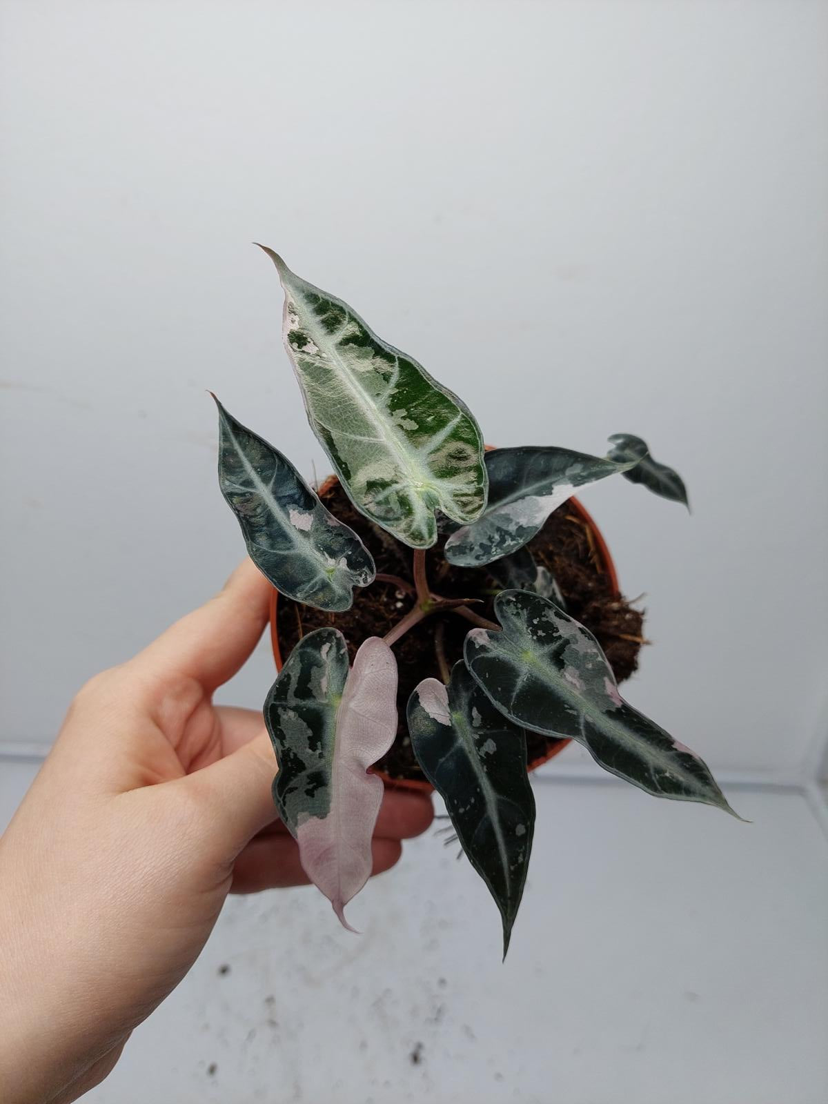 Alocasia Polly Pink Variegata