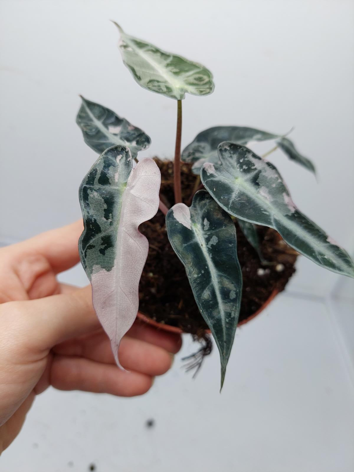 Alocasia Polly Pink Variegata