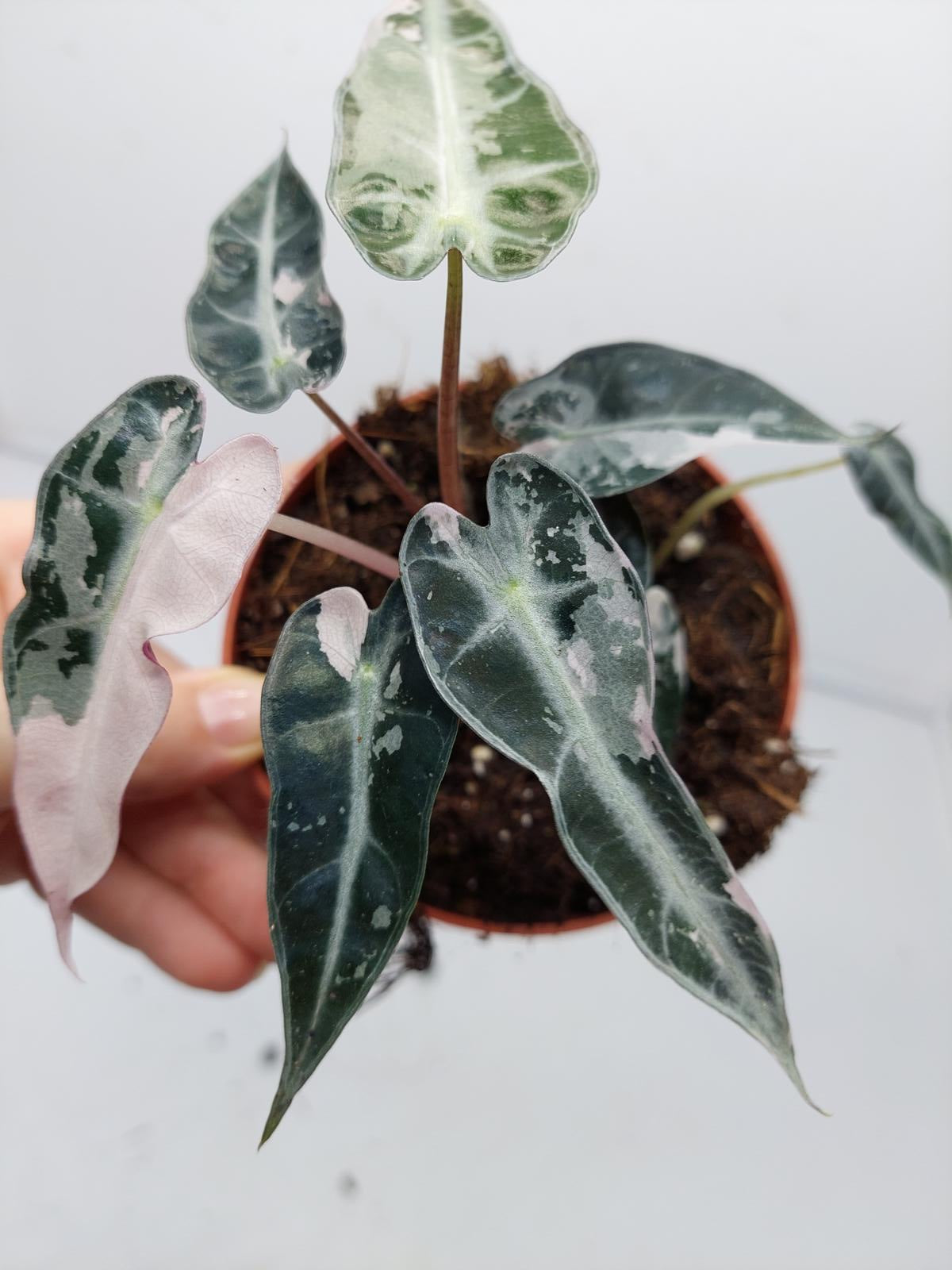 Alocasia Polly Pink Variegata