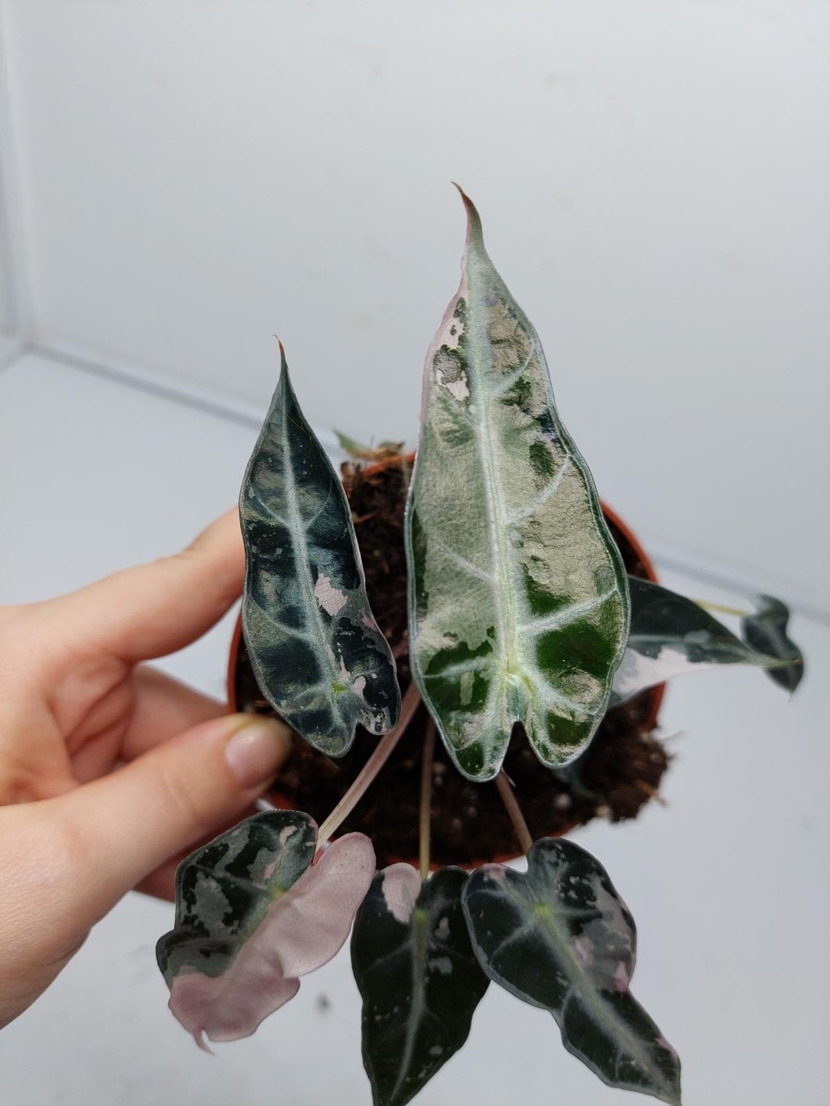 Alocasia Polly Pink Variegata