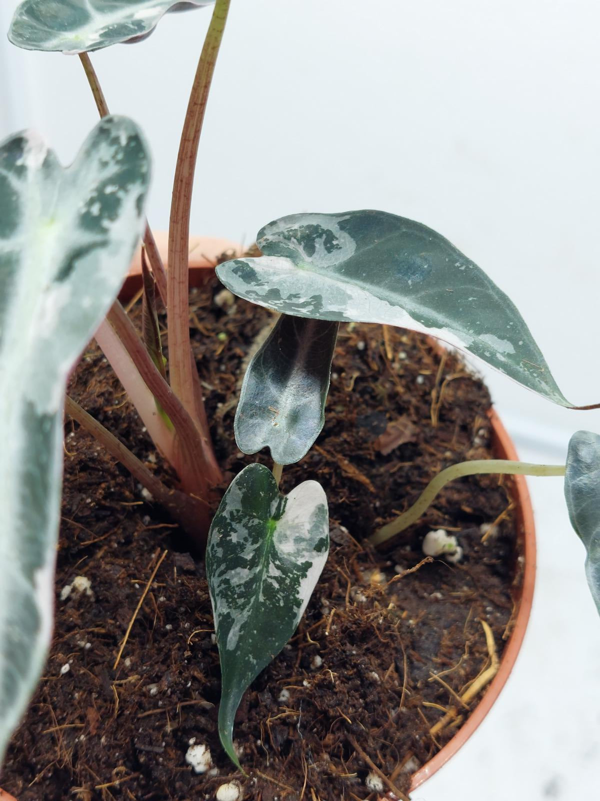 Alocasia Polly Pink Variegata