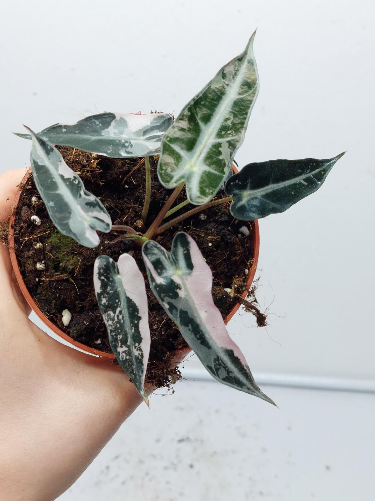 Alocasia Polly Pink Variegata