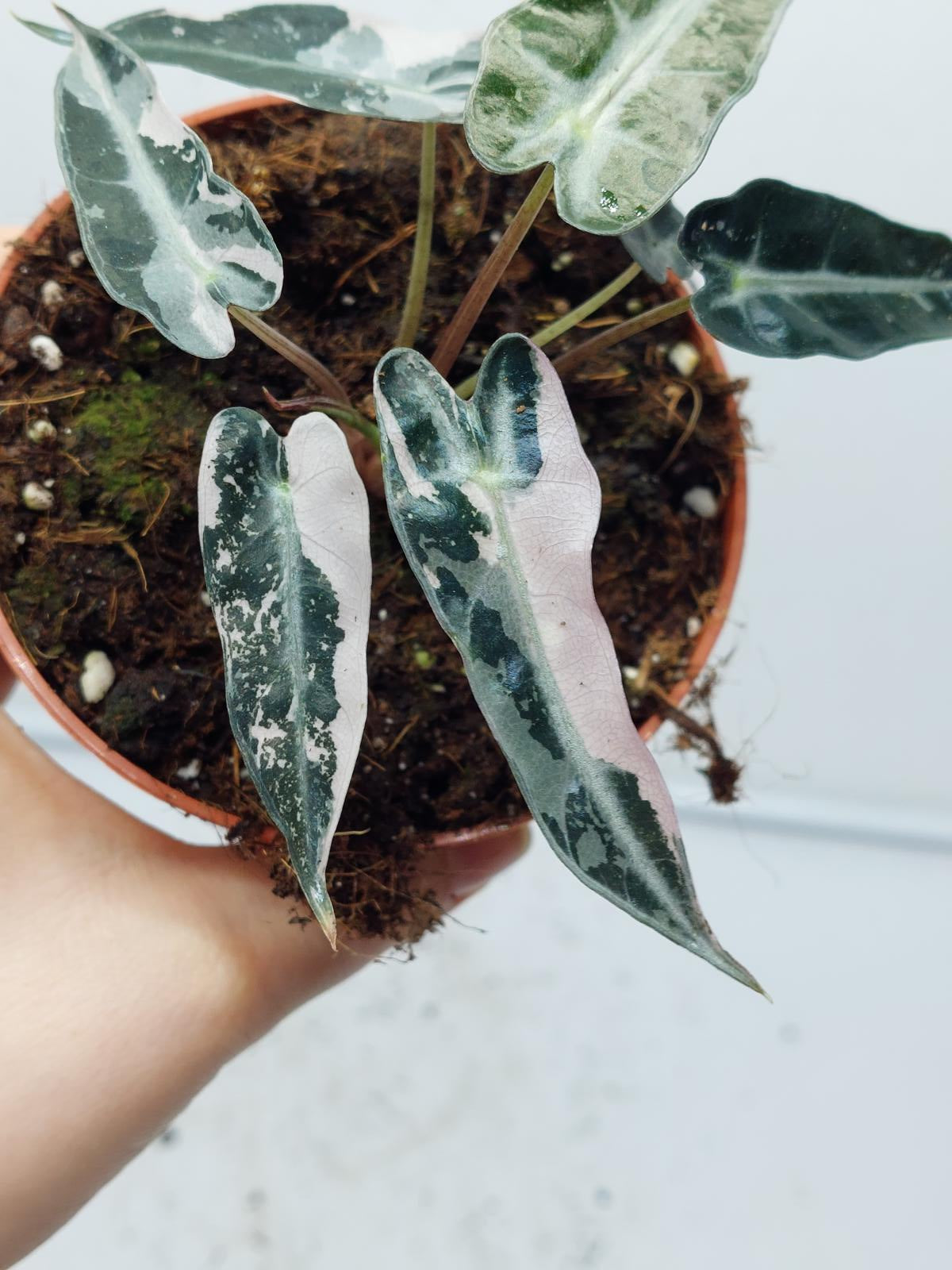 Alocasia Polly Pink Variegata